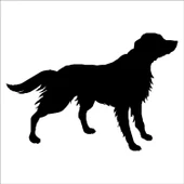KÖPEK FOLYO STİCKER DERSTV870 thumbnail 1