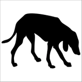 KÖPEK FOLYO STİCKER DERSTV889 thumbnail 1
