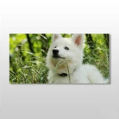 Beyaz Köpek Kanvas Tablo thumbnail 1