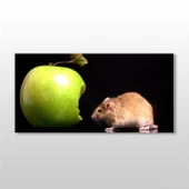 Elma Ve Hamster Kanvas Tablo thumbnail 1