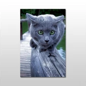 Gri Kedi Kanvas Tablo thumbnail 1