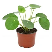 Para Çiçeği Çin Şans Pilea 10-20 cm thumbnail 3