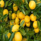 Yediveren Limon Tohumu (3 tohum) thumbnail 2
