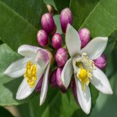Yediveren Limon Tohumu (3 tohum) thumbnail 7