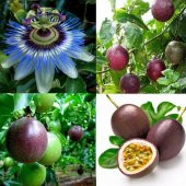 Passiflora Edulis Maruçya Tohumu (3 adet) thumbnail 4