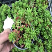 Sedum No 17 (9 luk Saksıda) thumbnail 1