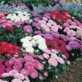 Pompon White Aster Çiçeği Tohumu(50 tohum) thumbnail 2