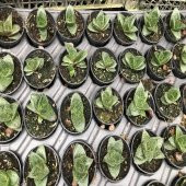 Gasteria Sukulent No 22 (5.5 luk Saksıda) thumbnail 2