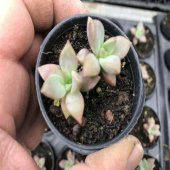 Echeveria Sukulent No 26 (5.5 luk Saksıda) thumbnail 1