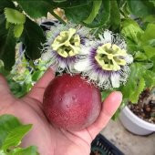 Passiflora Edulis Maruçya Tohumu (100 adet) thumbnail 4