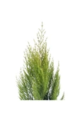 Limoni Servi Limon Çamı 50-80 Cm thumbnail 2