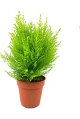 Limon Çamı Limoni Servi 30-40 cm thumbnail 4