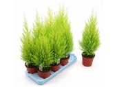 Limon Servi Çamı Saksılı 30-60 Cm thumbnail 4