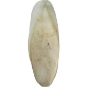 Kalamar kemiği 15-20 cm thumbnail 1