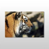 Kaplan Kanvas Tablo thumbnail 1