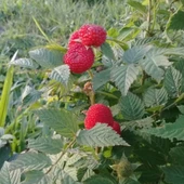 Ahududu Fidanı 40-80 cm thumbnail 1