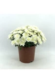 Kasımpatı Krizantem Chrysanthemum Beyaz thumbnail 2