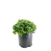 Kasımpatı Krizantem Chrysanthemum Beyaz thumbnail 1