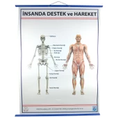 DESTEK VE HAREKET SİSTEMİ (İSKELET) LEVHASI thumbnail 1