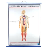 İNSANDA DOLAŞIM VE YAPI ORGANLARI thumbnail 2