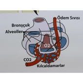 SOLUNUM SİSTEMİ (KAPLI, 70X100) thumbnail 3