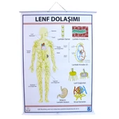 LENF DOLAŞIMI LEVHASI thumbnail 1