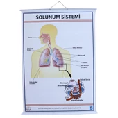 SOLUNUM SİSTEMİ (KAPLI, 70X100) thumbnail 1