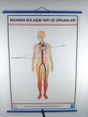 İNSANDA DOLAŞIM VE YAPI ORGANLARI thumbnail 1