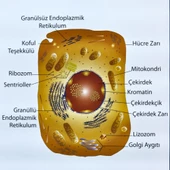 HAYVAN HÜCRESİ LEVHASI (70X100 CM) thumbnail 2