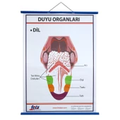 DUYU ORGANLARI LEVHASI DİL thumbnail 1