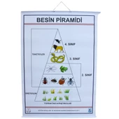 BESİN PRAMİDİ thumbnail 1