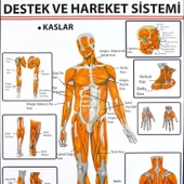 DESTEK VE HAREKET SİSTEMİNDE KASLAR LEVHASI thumbnail 2