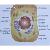 HAYVAN HÜCRESİ LEVHASI (70X100 CM) thumbnail 5