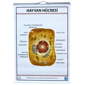 HAYVAN HÜCRESİ LEVHASI (70X100 CM) thumbnail 1