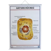 HAYVAN HÜCRESİ LEVHASI (70X100 CM) thumbnail 3