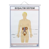 İNSANDA BOŞALTIM YAPI VE ORGANLARI thumbnail 1