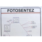 FOTOSENTEZ LEVHASI thumbnail 2