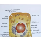 HAYVAN HÜCRESİ LEVHASI (70X100 CM) thumbnail 4
