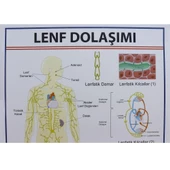 LENF DOLAŞIMI LEVHASI thumbnail 2