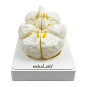 BEYİN MODELİ thumbnail 1