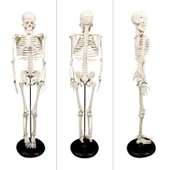 İNSAN İSKELET MODELİ 85cm thumbnail 2