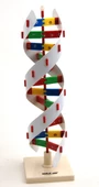 DNA MODELİ thumbnail 1