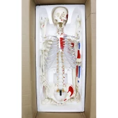 İNSAN İSKELET MODELİ 160 CM thumbnail 5