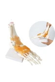 Medikaltec Omurga Ayak Maketi Model 29 thumbnail 1
