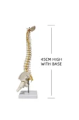 Medikaltec Omurga Maketi 45 Cm Model 13 thumbnail 4