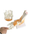 Medikaltec Omurga Ayak Maketi Model 29 thumbnail 2