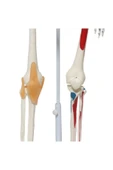 Medikaltec Iskelet Maketi 85 Cm thumbnail 3