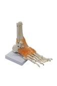 Medikaltec Omurga Ayak Maketi Model 29 thumbnail 4