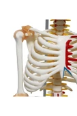 Medikaltec Iskelet Maketi 85 Cm thumbnail 4