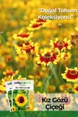 PTTAVM: 100 Adet Kız Gözü (Coreopsis Tinctoria) Çiçek Tohumu
